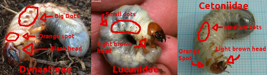 Larvae