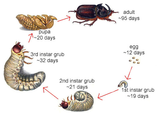 Life cycle