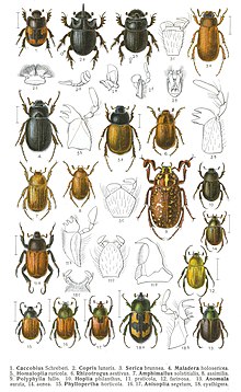 Scarabaeidae